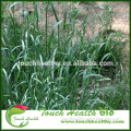 Touchhealthy supply orchardgrass seeds/Dactylis glomerata seeds/forage grass seeds